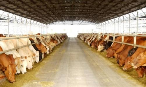 Hòa Phát bán ra hơn 1,3 triệu cổ phiếu HPA trước niêm yết