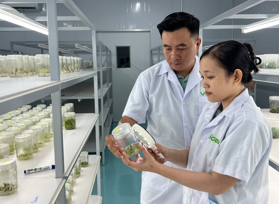 Công ty TNHH Công nghệ sinh học ViGen ứng dụng công nghệ nuôi cấy mô để sản xuất đồng loạt cây giống chất lượng cao. Ảnh:&nbsp;Minh Đảm.