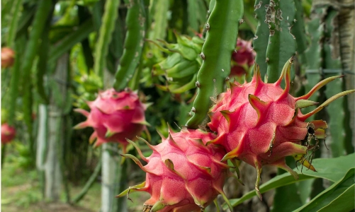 Đồng Tháp: Ứng dụng chuyển đổi số và công nghệ cao để tăng sức cạnh tranh cho trái thanh long 