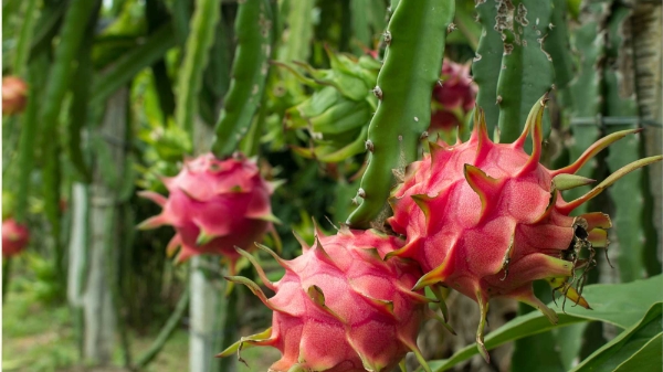 Đồng Tháp: Ứng dụng chuyển đổi số và công nghệ cao để tăng sức cạnh tranh cho trái thanh long