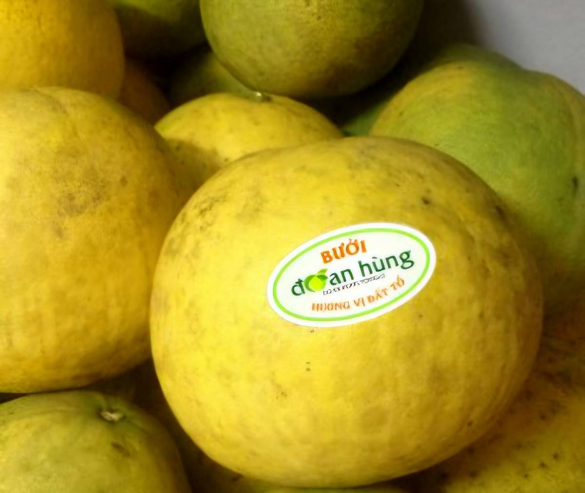 &nbsp;Chính vụ&nbsp;bưởi Đoan Hùng&nbsp;bắt đầu từ tháng 10, kéo dài đến khoảng tháng 4 năm sau.