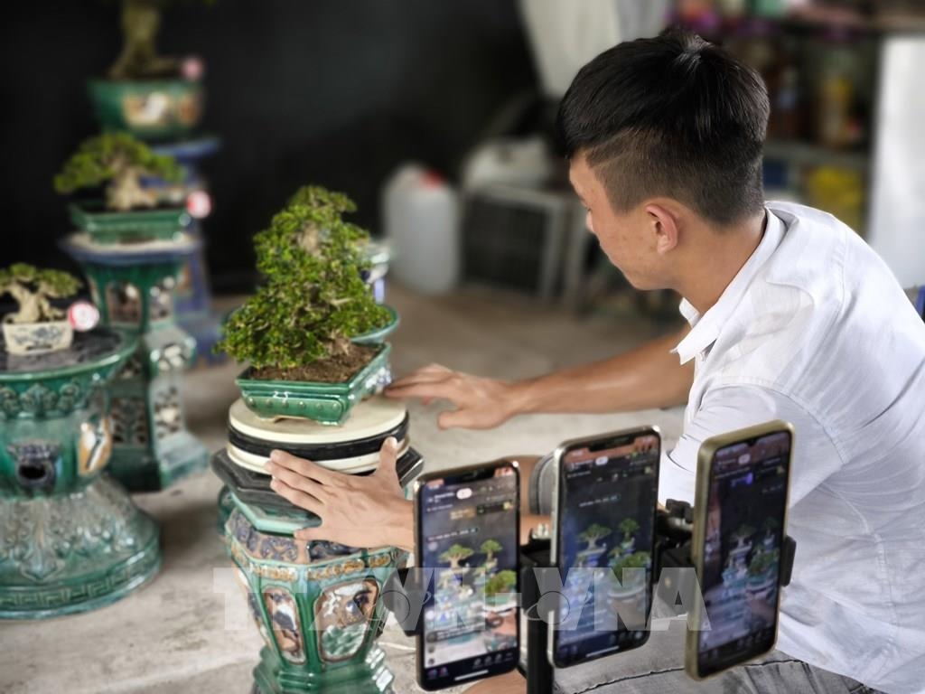 Hộ kinh doanh cây cảnh ở Chợ Lách bán hàng trực tuyến