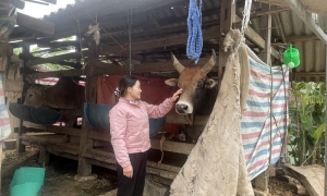 Chủ động ứng phó với rét đậm, rét hại, bảo vệ sản xuất nông nghiệp