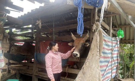 Chủ động ứng phó với rét đậm, rét hại, bảo vệ sản xuất nông nghiệp