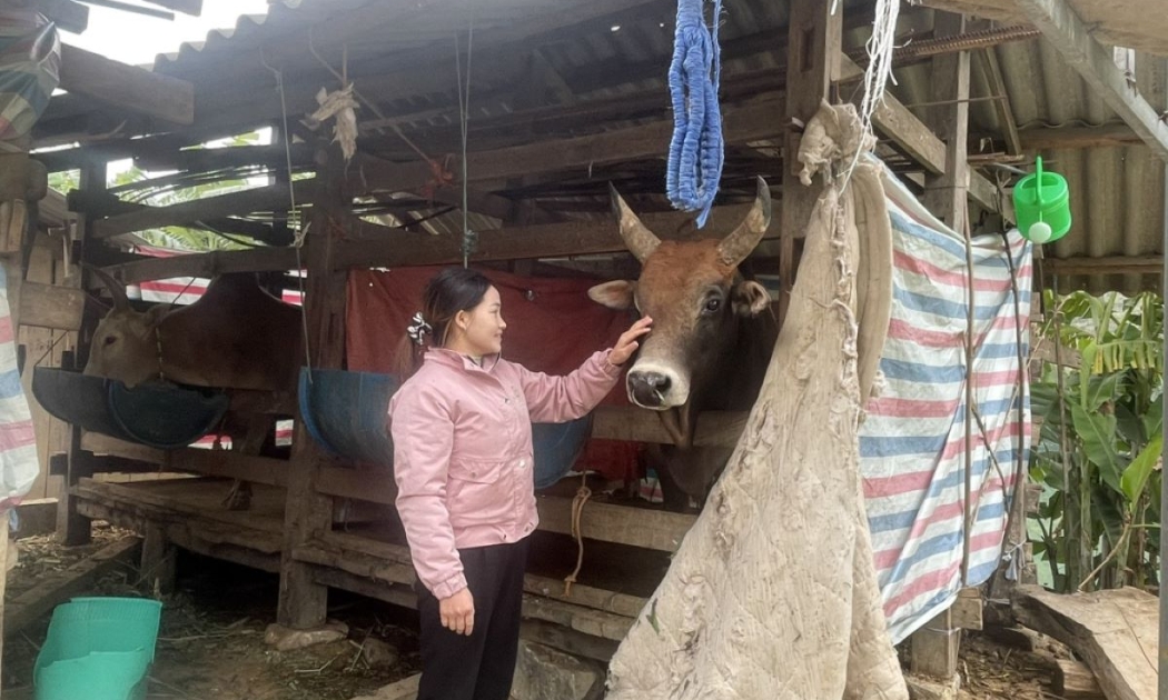 Các hộ chăn nuôi che chắn giữ ấm chuồng trại khi rét đậm, rét hại.
