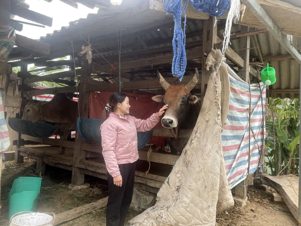 Các hộ chăn nuôi che chắn giữ ấm chuồng trại khi rét đậm, rét hại.