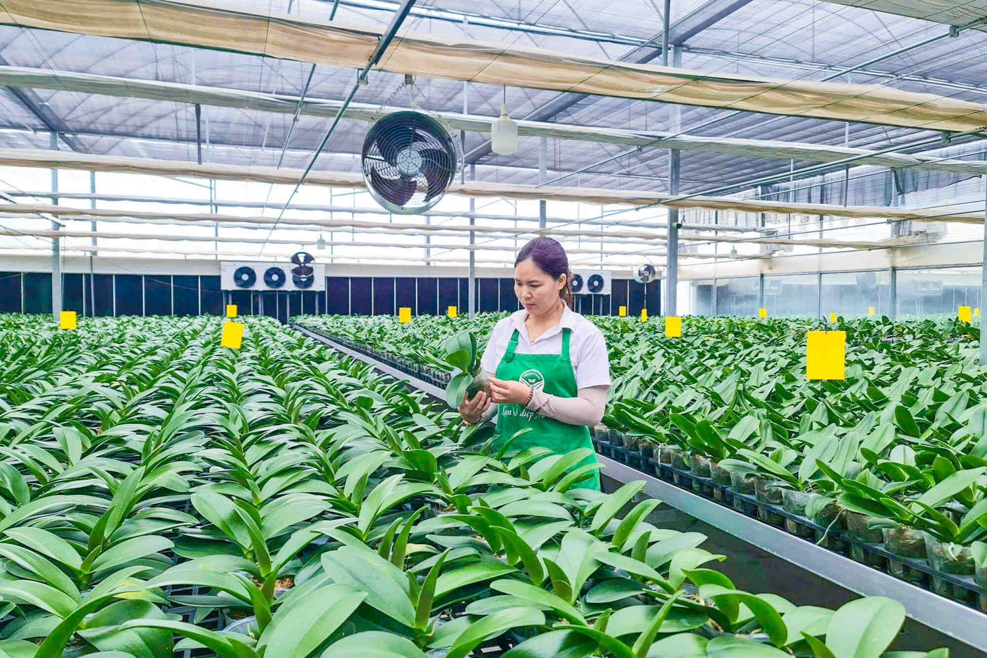 Trong bối cảnh đó, nông nghiệp số đang từng bước trở thành công cụ quan trọng, giúp người nông dân thoát khỏi sự phụ thuộc bị động