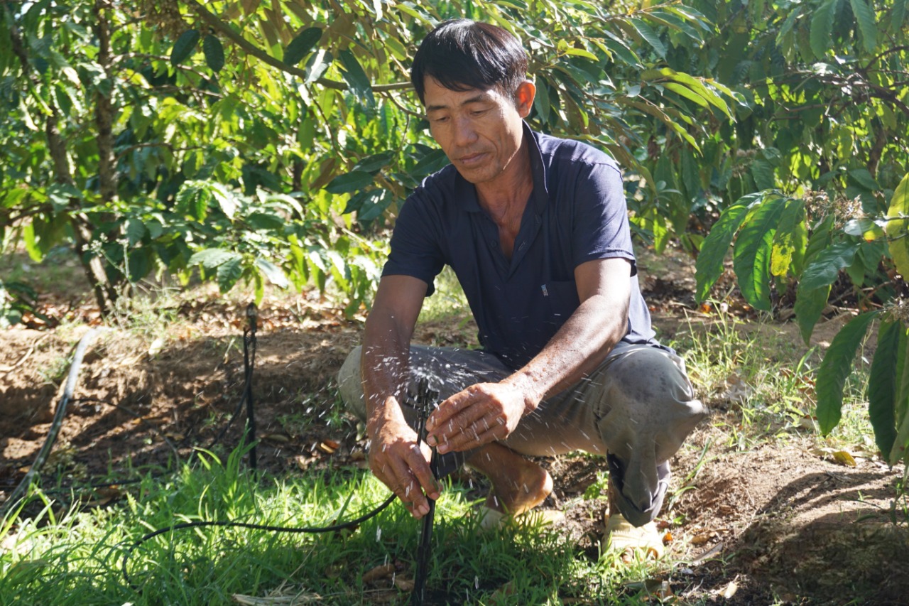 Việc ứng dụng công nghệ tưới tiên tiến, tưới tiết kiệm nước đang được người dân Quảng Ngãi quan tâm đầu tư trong những năm gần đây. Ảnh: Thu Hiền