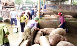 Giá lợn hơi đồng loạt tăng mạnh, lập đỉnh 77.000 đồng/kg tại miền Bắc