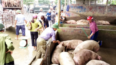 Live hog prices surge across Vietnam, reaching a peak of VND77,000 per kg in the North