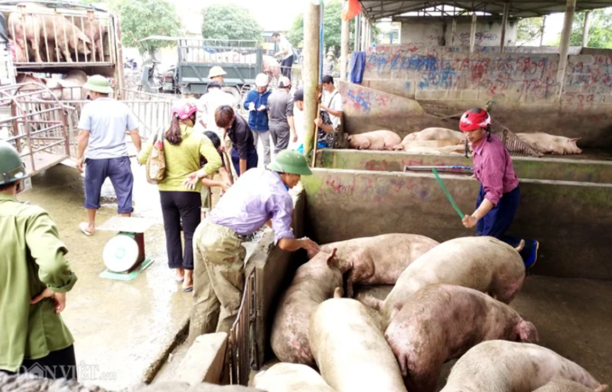 Giá lợn hơi tại chợ lợn Bối Cầu đã lên tới 78.000 đồng/kg. 