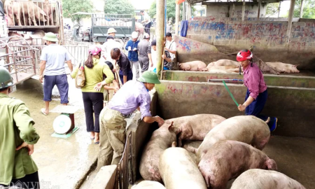 Giá lợn hơi tại chợ lợn Bối Cầu đã lên tới 78.000 đồng/kg.