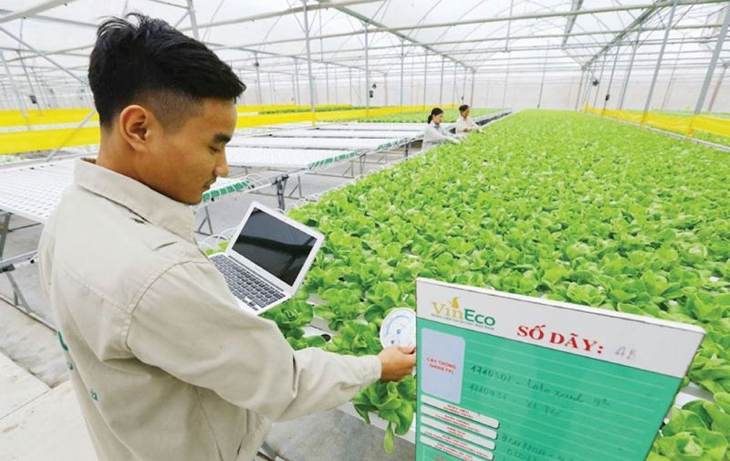 Người nông dân sử dụng các thiết bị thông minh để theo dõi tình trạng sinh trưởng của cây trồng ngay tại ruộng.