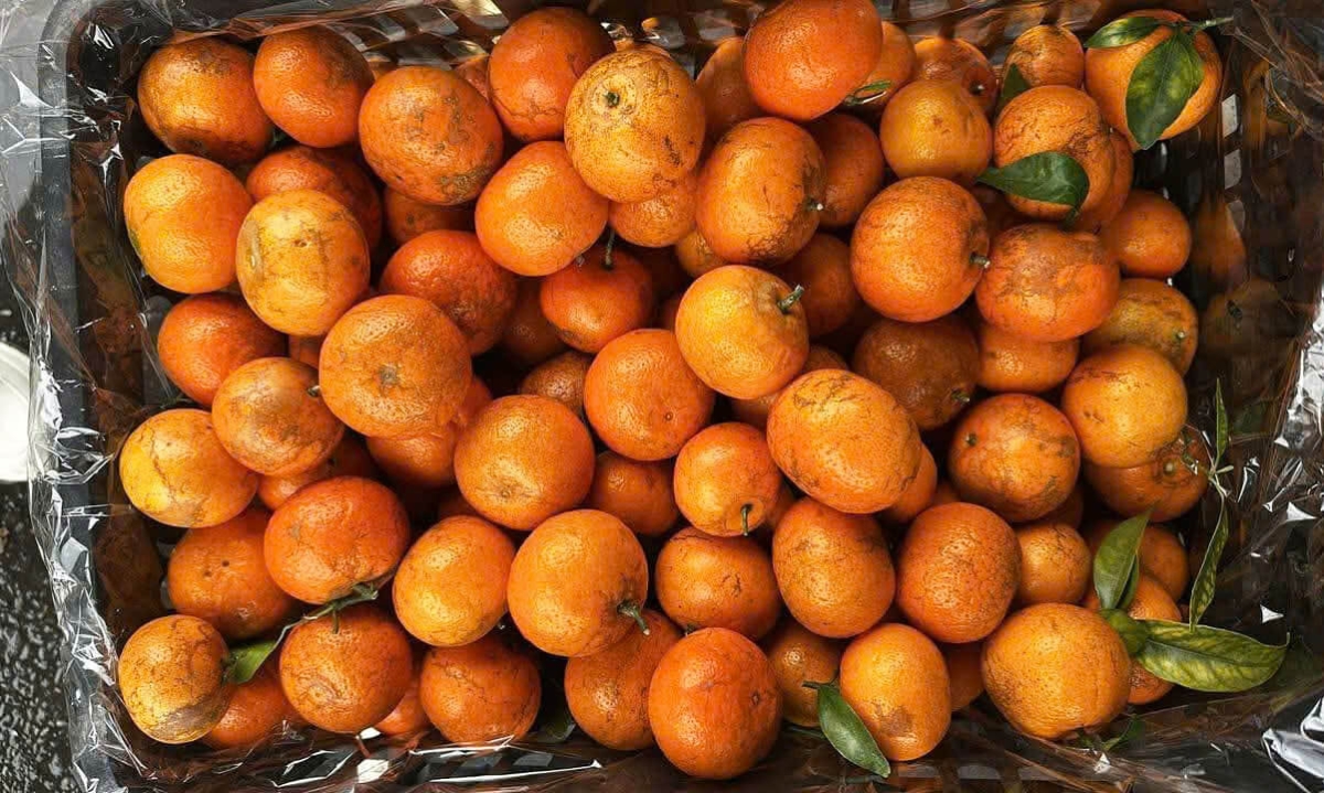 Quýt sim được nhiều người bán khẳng định&nbsp;có xuất xứ từ Cao Bằng, Hòa Bình cũ.