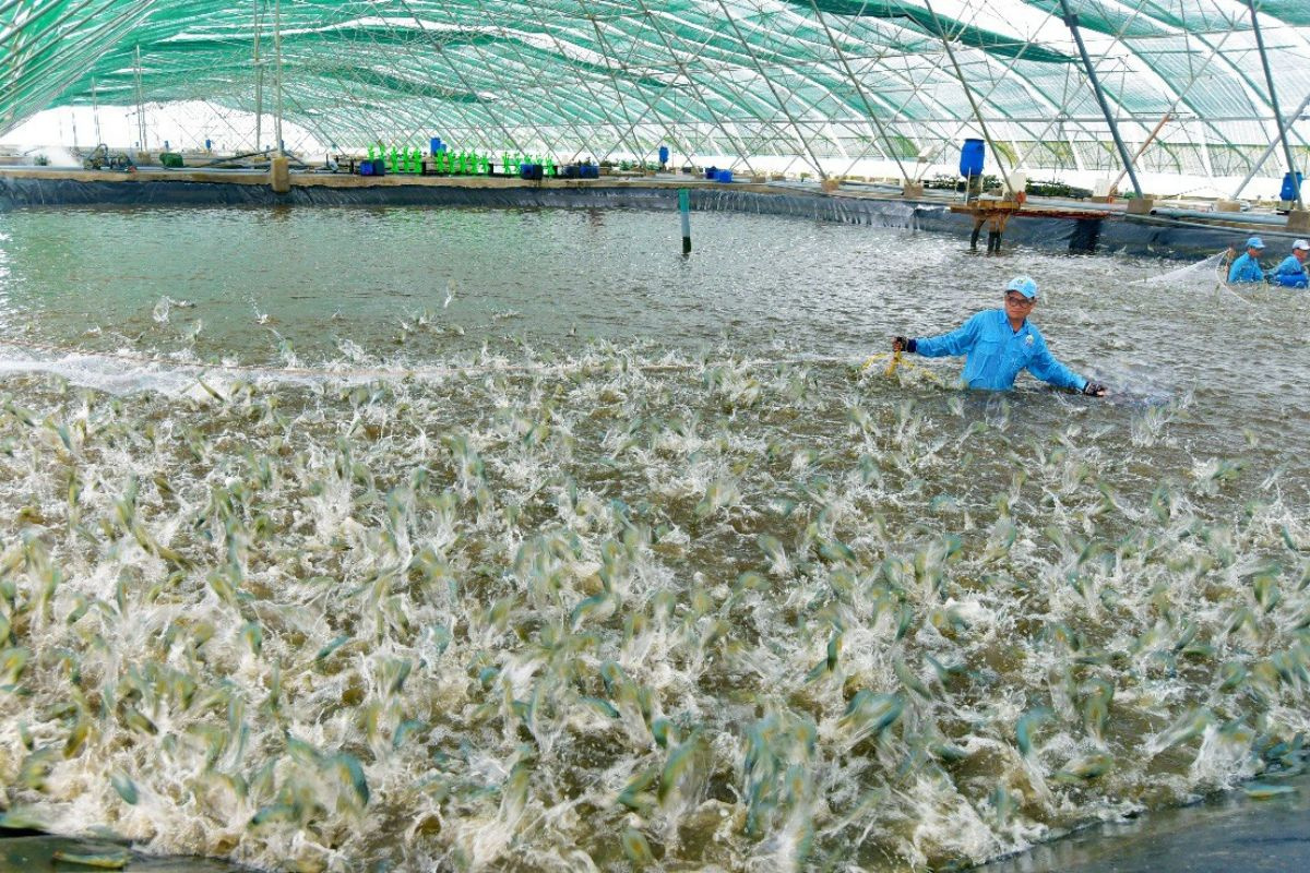 Thu hoạch tôm tại Cà Mau