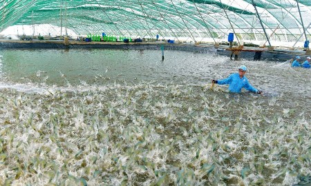 Cà Mau: Thúc đẩy chuyển đổi số, ứng dụng công nghệ cao tại các vùng nuôi tôm