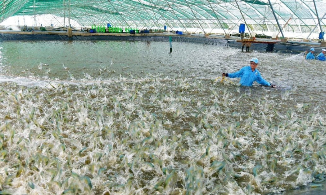 Thu hoạch tôm tại Cà Mau