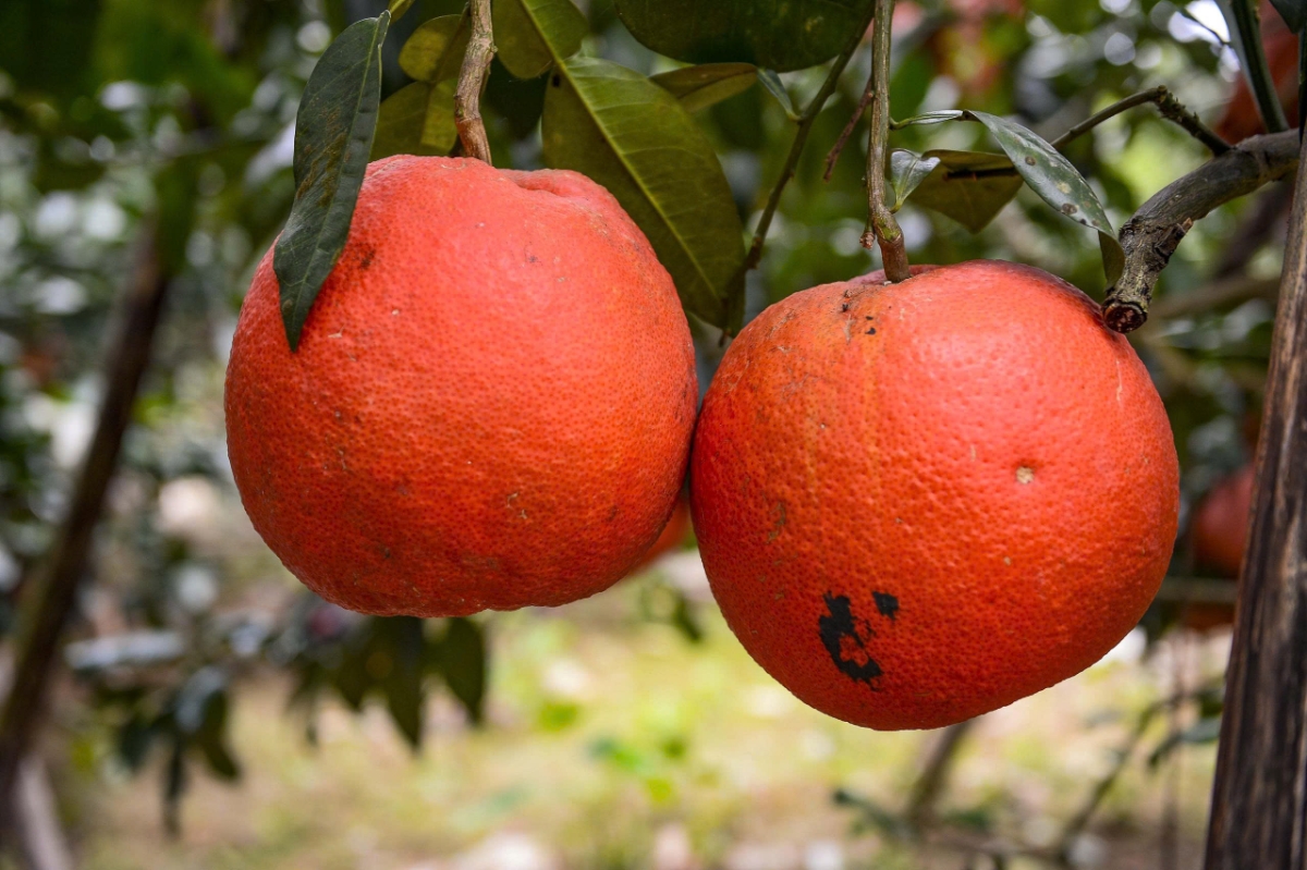 2.	Bưởi đỏ tiến vua chín đều, quả to tròn, màu sắc bắt mắt