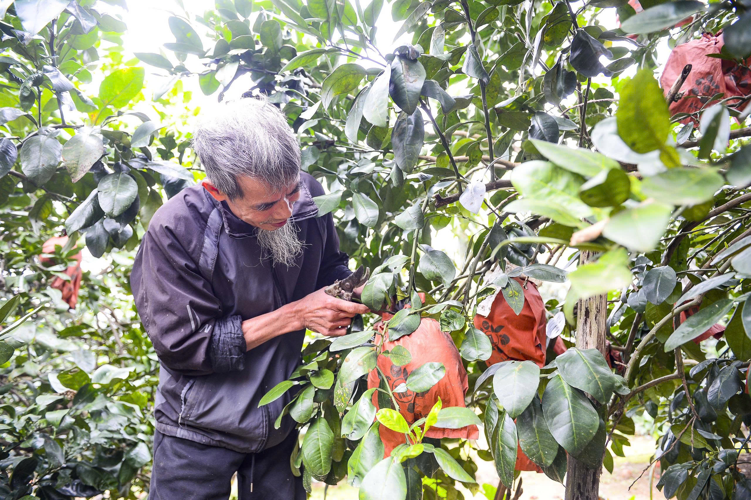 Để có được quả bưởi đạt chất lượng từ màu sắc, kích cỡ, hương thơm người dân Luận Văn phải rất kỳ công chăm sóc.