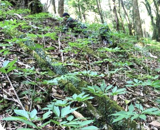 Một góc vườn ươm sâm Ngọc Linh, Trà My, Đà Nẵng