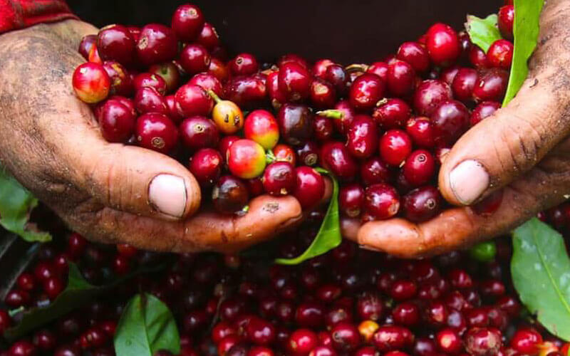 Xuất khẩu cà phê sang thị trường Nhật Bản năm 2025 tăng tới 46,57%.