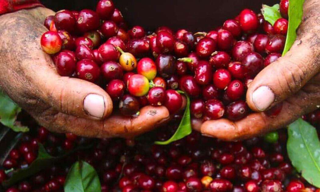 Xuất khẩu cà phê sang thị trường Nhật Bản năm 2025 tăng tới 46,57%.