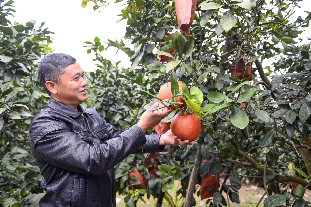 Gia đình ông Phạm Văn Thành với vườn bưởi hàng trăm gốc cho thu nhập cao dịp Tết.