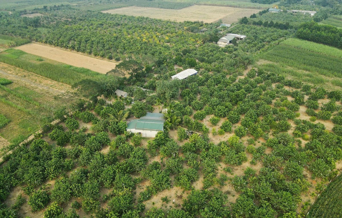 Vùng trồng bưởi Luận Văn ngày càng được mở rộng, hình thành vùng sản xuất tập trung.