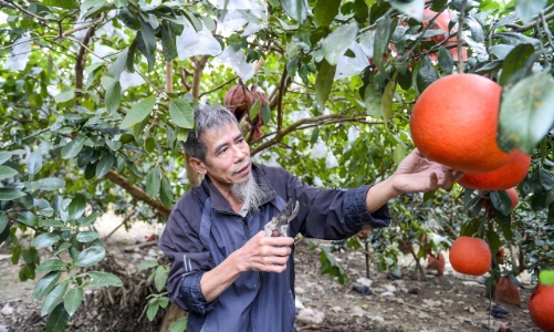 Bưởi tiến vua Luận Văn được mùa, được giá dịp Tết