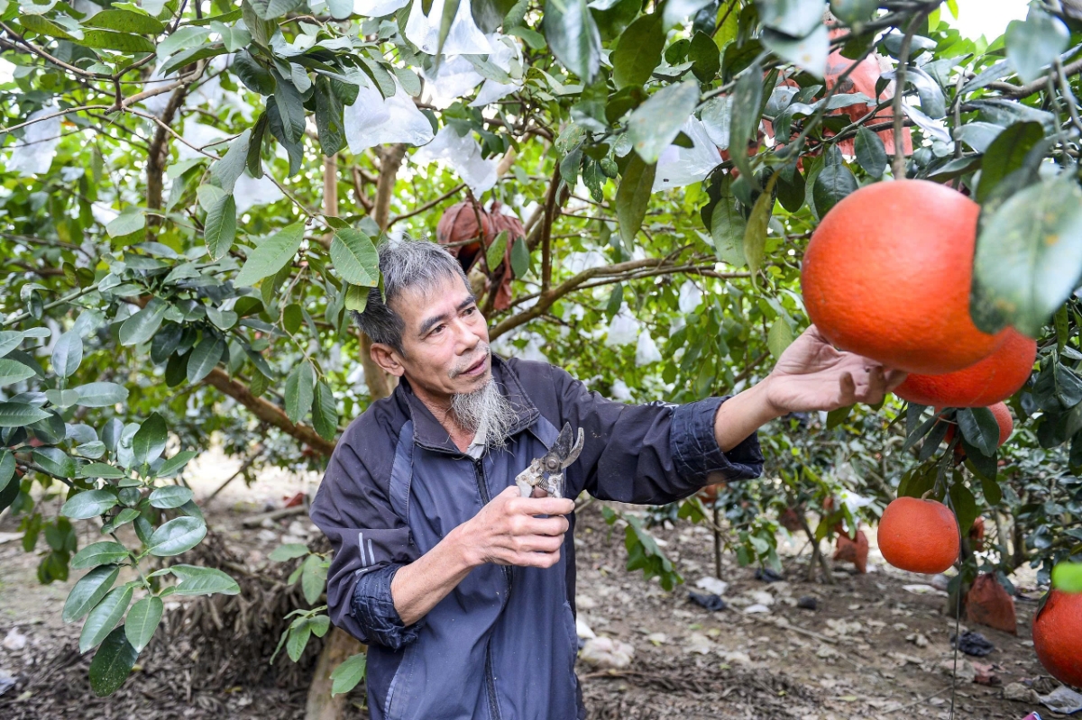 Ông Nguyễn Văn Tư là người góp phần gìn giữ và phát triển giống bưởi Luận Văn.