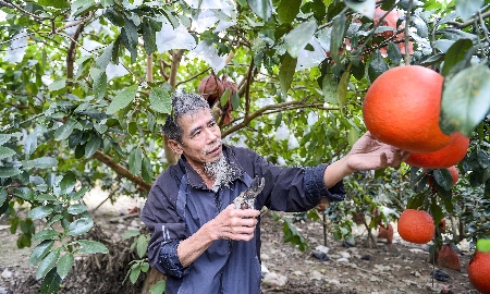 Ông Nguyễn Văn Tư là người góp phần gìn giữ và phát triển giống bưởi Luận Văn.