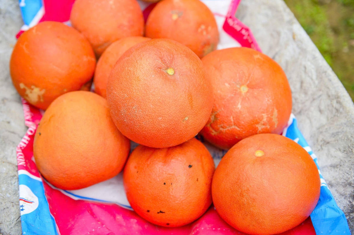 Người dân phân loại bưởi theo kích cỡ, mẫu mã phục vụ nhu cầu đa dạng của thị trường.