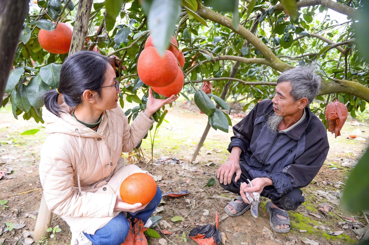 Thương lái kiểm tra chất lượng bưởi ngay tại vườn trước khi chốt đơn.