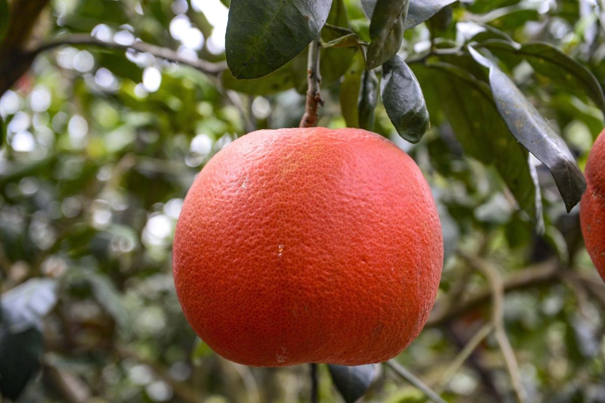 2.	Bưởi đỏ tiến vua chín đều, quả to tròn, màu sắc bắt mắt