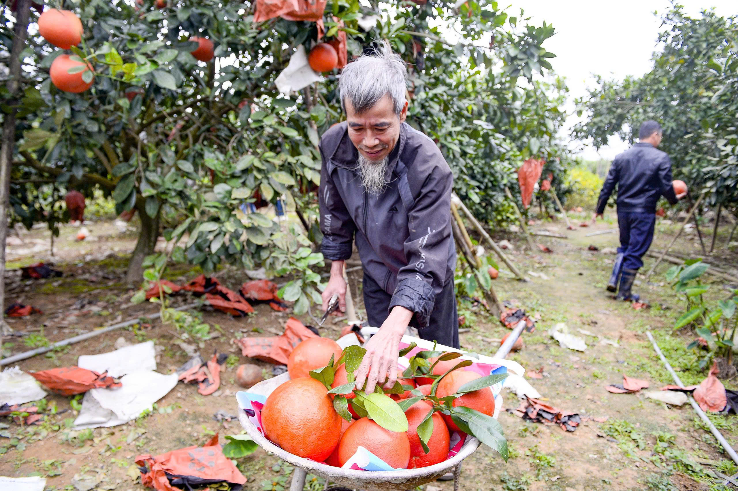 Bưởi đỏ tiến vua – sản phẩm OCOP 4 sao của Thanh Hóa.