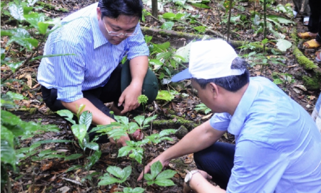 Kiểm tra độ sinh trưởng sâm Ngọc Linh tại vườn trộng ở Nam Trà My.