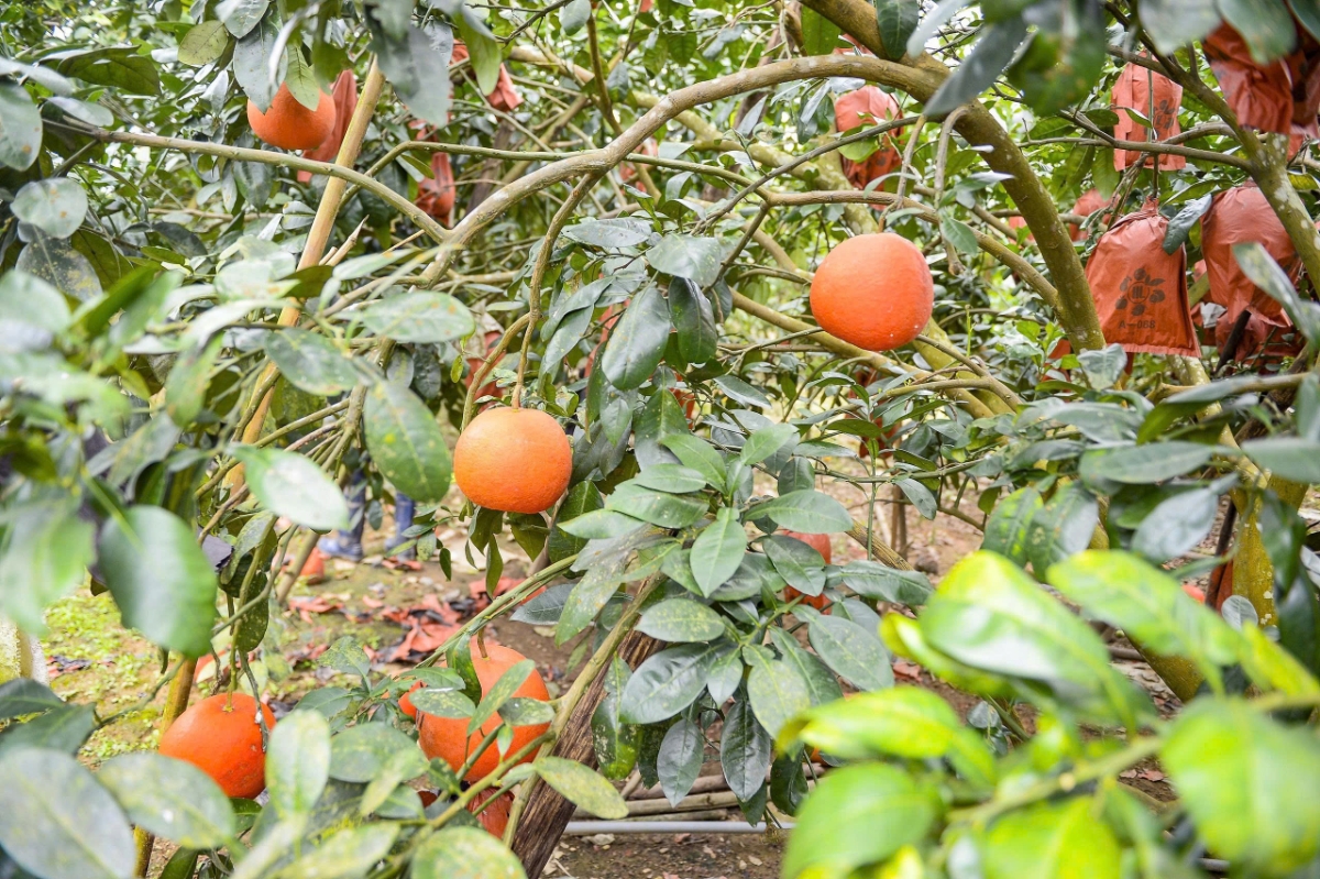 2.	Bưởi đỏ tiến vua chín đều, quả to tròn, màu sắc bắt mắt