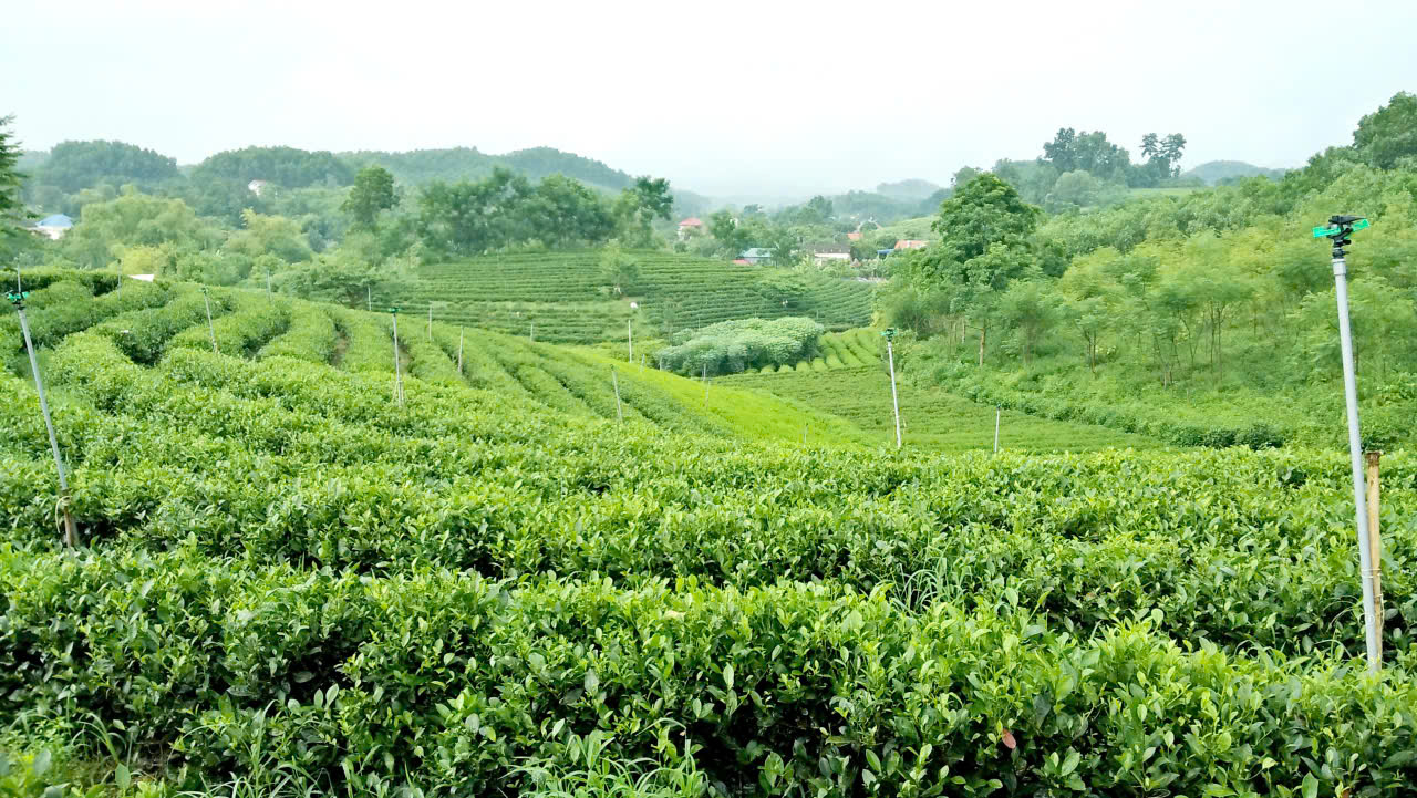 Mô hình trồng chè của một hộ dân tại Thái Nguyên. Ảnh: Nhật Dương.