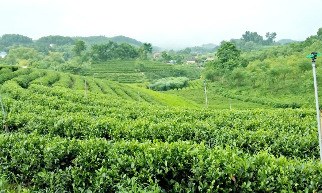 Mô hình trồng chè của một hộ dân tại Thái Nguyên. Ảnh: Nhật Dương.