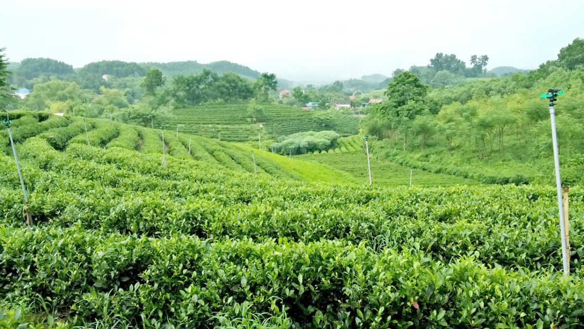 Mô hình trồng chè của một hộ dân tại Thái Nguyên. Ảnh: Nhật Dương.