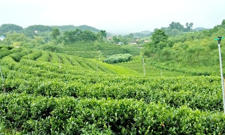 Mô hình trồng chè của một hộ dân tại Thái Nguyên. Ảnh: Nhật Dương.