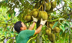 Nỗ lực nâng tầm thương hiệu sầu riêng Việt Nam