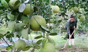 Phú Thọ đẩy mạnh chuyển đổi số, mở hướng giảm nghèo bền vững ở nông thôn