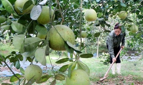 Phú Thọ đẩy mạnh chuyển đổi số, mở hướng giảm nghèo bền vững ở nông thôn