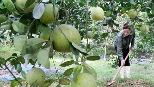 Phú Thọ đẩy mạnh chuyển đổi số, mở hướng giảm nghèo bền vững ở nông thôn