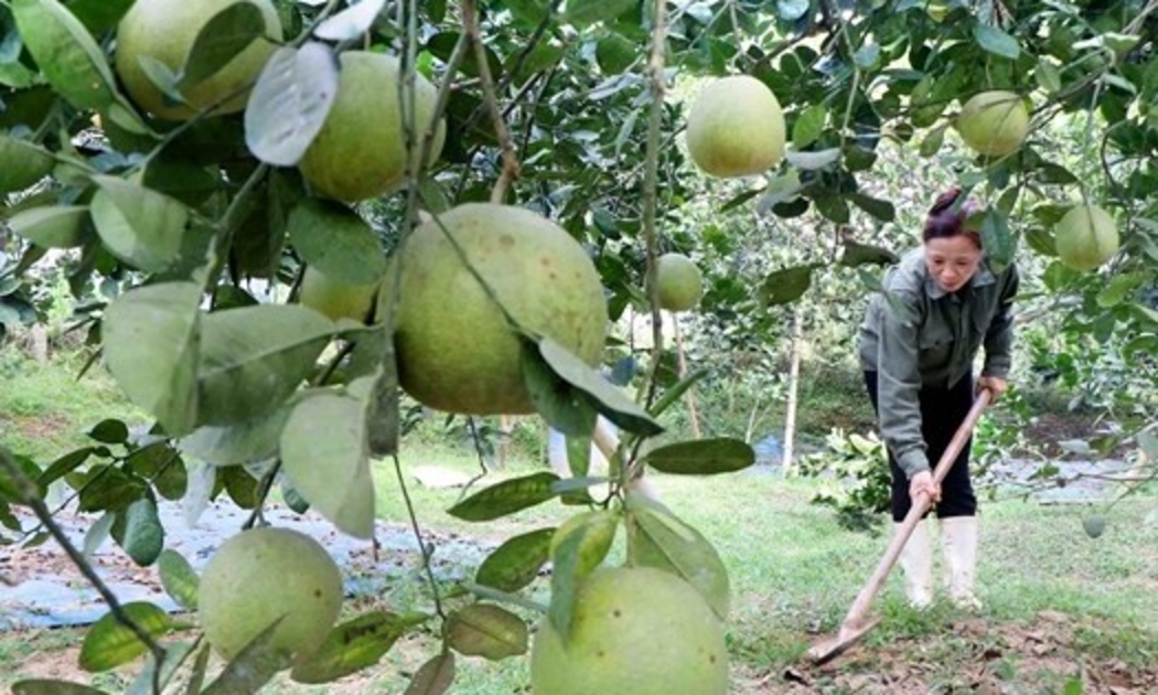 Nhờ áp dụng khoa học công, Mô hình trồng bưởi giúp người dân tại tỉnh Phú Thọ thoát nghèo và tăng thu nhập.