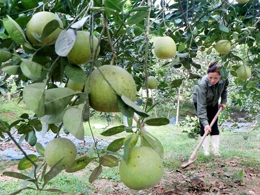 Nhờ áp dụng khoa học công, Mô hình trồng bưởi giúp người dân tại tỉnh Phú Thọ thoát nghèo và tăng thu nhập.