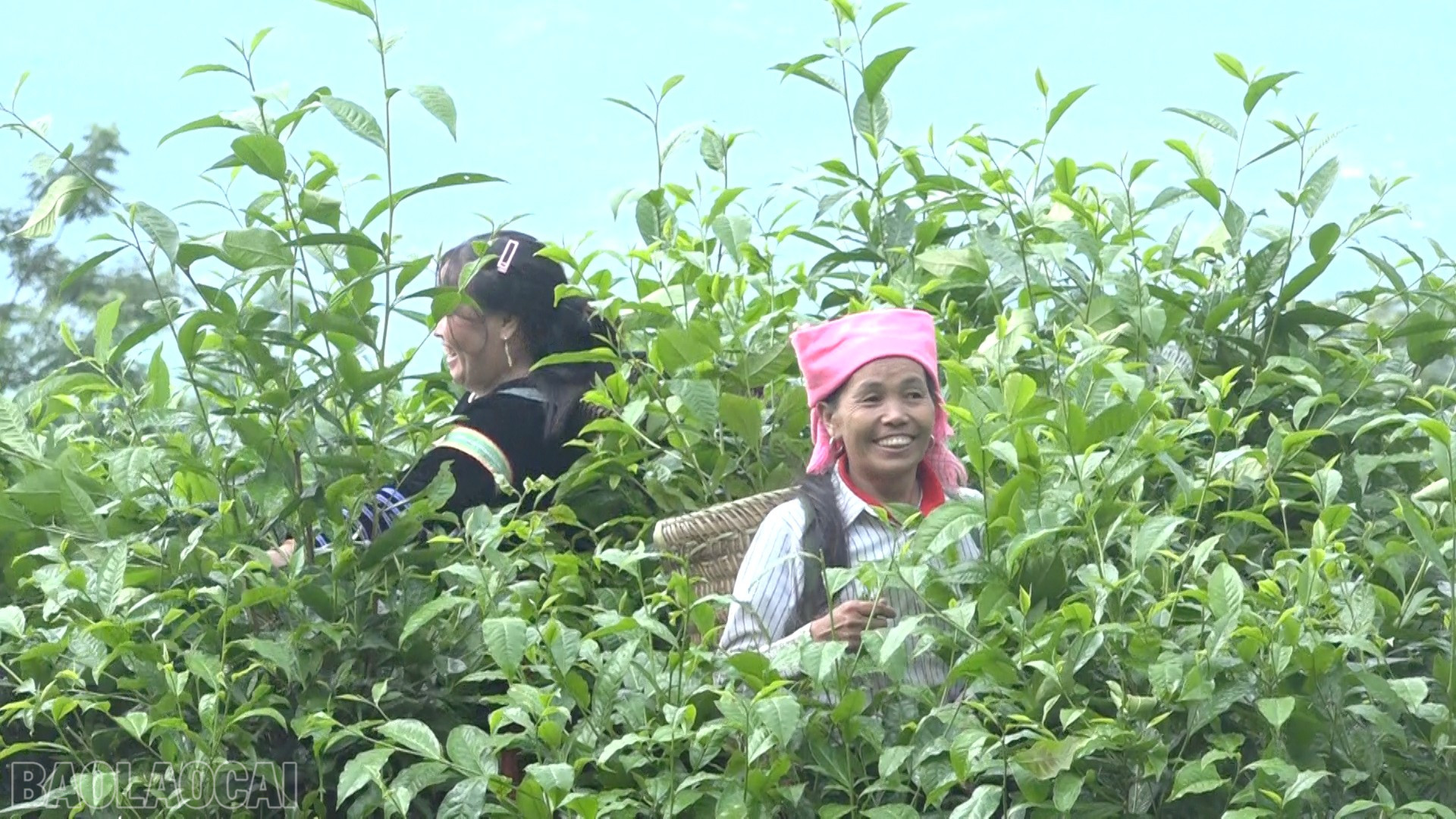 Từ sản xuất rau an toàn theo chuỗi liên kết đến phát triển hạ tầng số, ứng dụng công nghệ đang trở thành đòn bẩy quan trọng trong mục tiêu giảm nghèo bền vững của tỉnh Lào Cai.