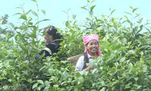 Mô hình sinh kế mới cho người dân vùng cao giảm nghèo