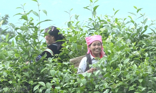 Mô hình sinh kế mới cho người dân vùng cao giảm nghèo